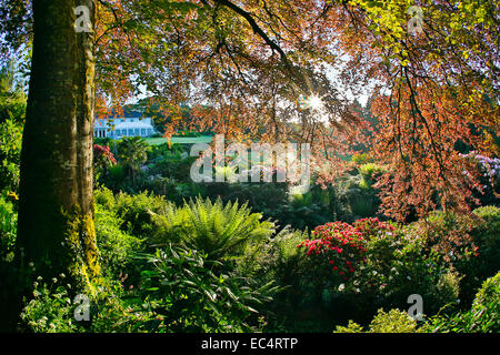 Giardino Trebah; la molla; Cornovaglia; Regno Unito Foto Stock