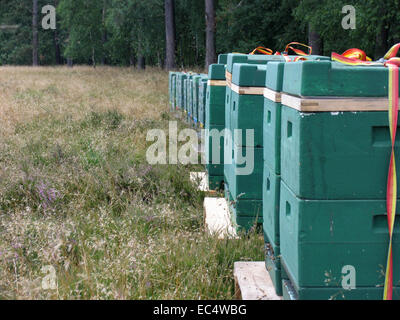 Heath apiario a Wilseder Berg nel Lueneburg Heath. Foto: Klaus Nowottnick Data: 04 Agosto 2009 Foto Stock