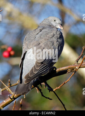 Colombaccio capretti (Columba palambus) Foto Stock