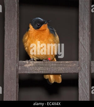 Snowy-Crowned Robin Chat (cossypha niveicapilla) Foto Stock