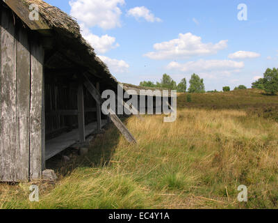 Heath apiario a Wilseder Berg nel Lueneburg Heath. Il supporto è dotato di appositi cesti di paglia. Questi sono i tradizionali arnie chiamato Lueneburger Stuelper. Foto: Klaus Nowottnick Data: 04 Agosto 2009 Foto Stock