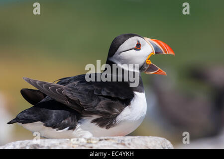 Atlantic puffini, Fratercula arctica, chiamare o a sbadigliare mentre sat su roccia, Northumberland, Regno Unito Foto Stock