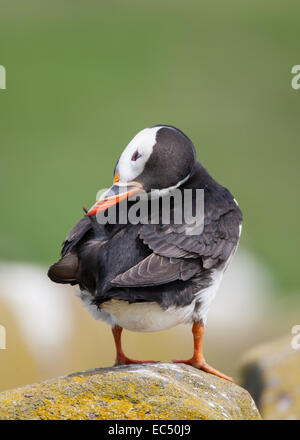 Atlantic puffini, Fratercula arctica, preening piume, Northumberland, Regno Unito Foto Stock