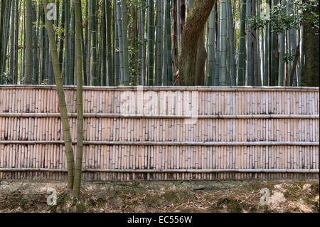 Kyoto, Giappone. Una recinzione di bambù racchiude un boschetto di bambù nel tempio di Koto-in Zen Foto Stock