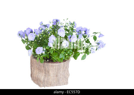 Campanula terry in un vaso di fiori su sfondo bianco Foto Stock