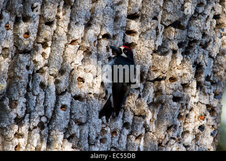 Acorn Woodpecker (Melanerpes formicivorus) appollaiato sulla corteccia di un Garry quercia vicino a Paso Robles, California, Stati Uniti d'America in luglio Foto Stock