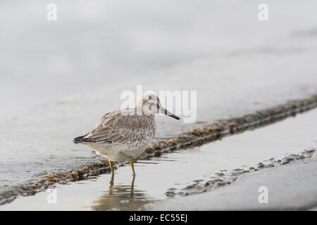 Nodo (Calidris canutus). I capretti in primo piumaggio invernale sulla parete del mare a marea alta. Foto Stock