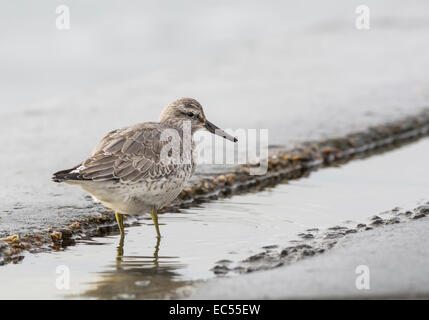 Nodo (Calidris canutus). I capretti in primo piumaggio invernale sulla parete del mare a marea alta. Foto Stock