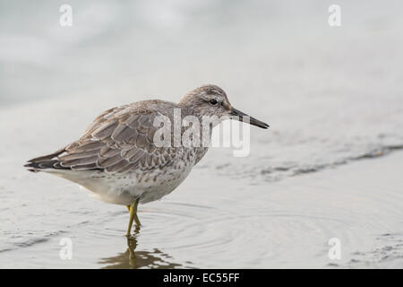 Nodo (Calidris canutus). I capretti in primo piumaggio invernale sulla parete del mare a marea alta. Foto Stock