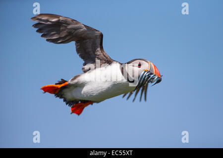 Atlantic puffini, Fratercula arctica, in volo con cicerelli Foto Stock