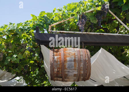 Il vecchio Barile di legno appesi a catene di ruggine tra i vigneti. Foto Stock