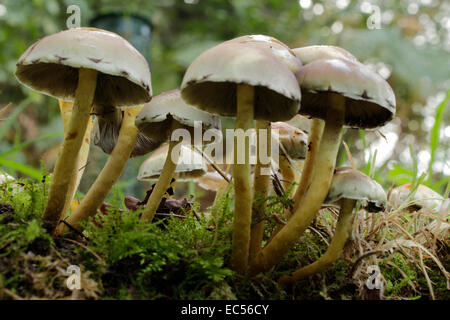 Funghi di Bosco, minuscoli toadstools su un registro di muschio vicino la scena di bosco Foto Stock