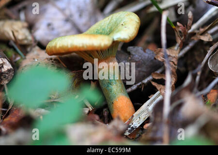 Lo zafferano cappuccio di latte (Lactarius deliciosus), Oregon, Stati Uniti d'America Foto Stock