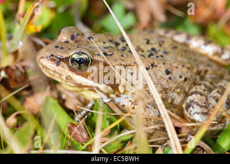 Rana Cascades (Rana cascadae) vicino a cresta di ginepro, Washington, Stati Uniti d'America Foto Stock