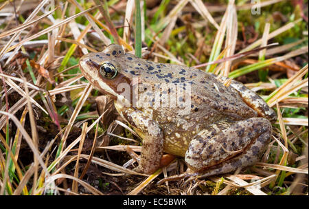 Rana Cascades (Rana cascadae) vicino a cresta di ginepro, Washington, Stati Uniti d'America Foto Stock