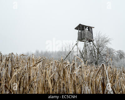 Il cervo in legno tenda nel mezzo del campo di mais Foto Stock