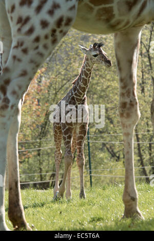 Baby giraffe, 2 settimane i giovani Foto Stock