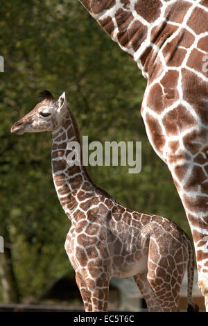 Baby giraffe, 2 settimane i giovani Foto Stock