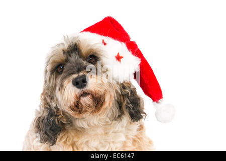 Incroci indossando un cappello da Babbo Natale e cercando nella fotocamera, Foto Stock