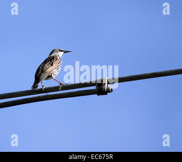 Tordo uccello in piedi sul cavo metallico nel profondo blu del cielo Foto Stock