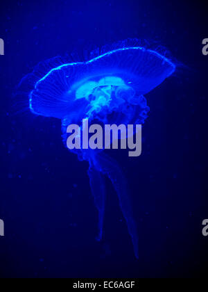 Luna meduse (Aurelia aurita) che si illumina sotto l'illuminazione blu attinica Foto Stock