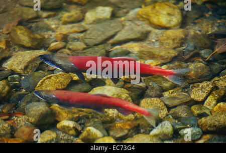 Il Salmone Kokanee salmone nuotare in South Lake Tahoe, californiano Taylor Creek Foto Stock