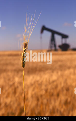 Coltivazione di grano e di un pozzo petrolifero di condividere un campo agli agricoltori nelle zone rurali del Kansas. Foto Stock