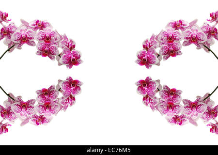 Pink orchid, striped Phalaenopsis ibrido, isolato su uno sfondo bianco Foto Stock