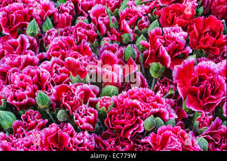 Texture da rosa rosso fiori di garofano, turco karanfil Foto Stock