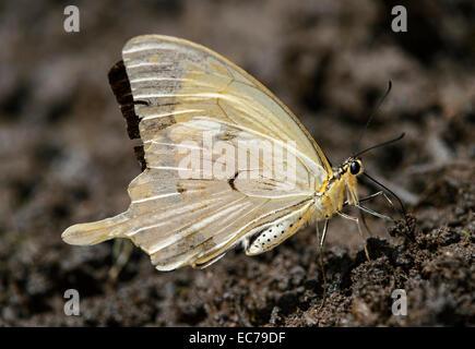 Fango-copertura coda forcuta Papilio dardano (Papilionidae), foresta di Harenna, montagne di balle, Oromiya, Etiopia Foto Stock