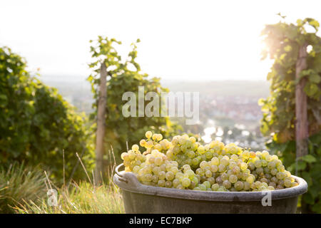 In Germania, in Baviera, Volkach, uva raccolta nella benna Foto Stock