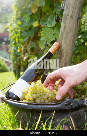 In Germania, in Baviera, Volkach, mano nella benna con uve raccolte e bottiglia di vino Foto Stock