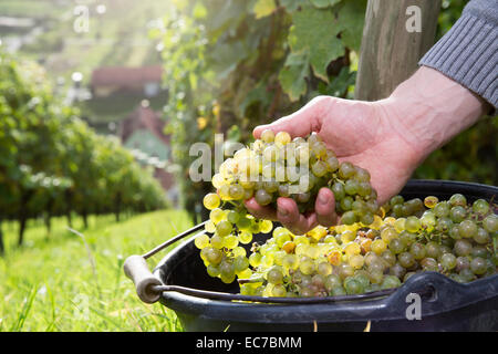 In Germania, in Baviera, Volkach, mano nella benna con uve raccolte Foto Stock