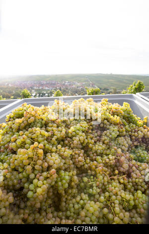 In Germania, in Baviera, Volkach, uva raccolta nella casella Foto Stock