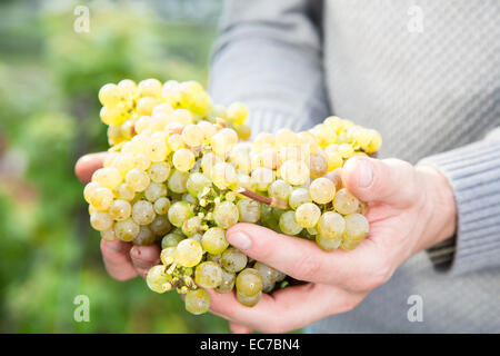 In Germania, in Baviera, Volkach, verde uva in mano Foto Stock