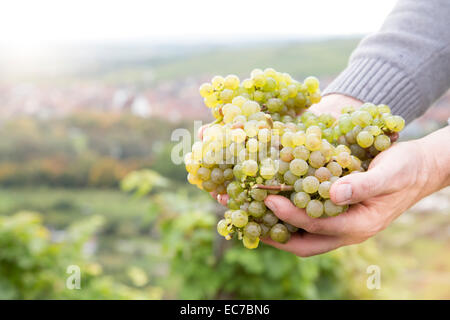 In Germania, in Baviera, Volkach, verde uva in mano Foto Stock