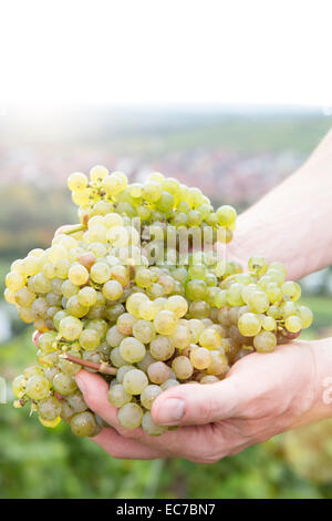 In Germania, in Baviera, Volkach, verde uva in mano Foto Stock