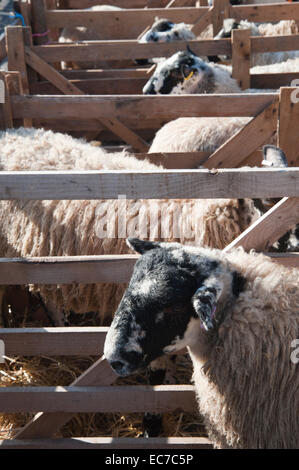 Penned pecore a Masham ovini fiera in Yorkshire Dales Foto Stock