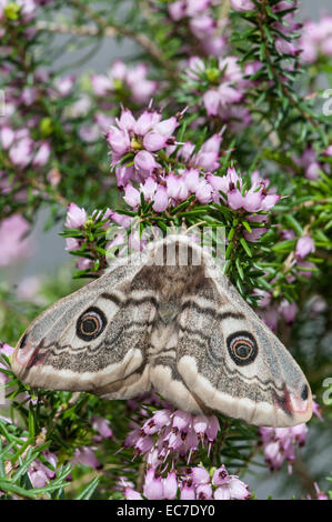 L'imperatore Moth: Saturnia pavonia. Femmina. Foto Stock