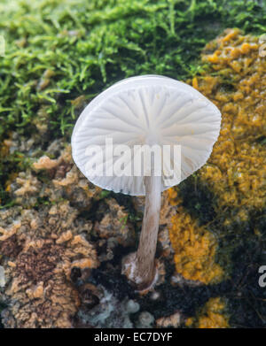Fungo di porcellana: Oudemansiella mucida. In faggio. Sussex, Inghilterra Foto Stock