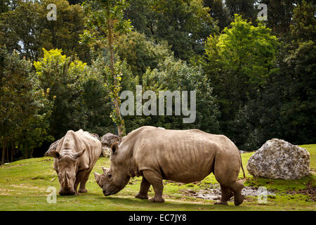 Parco zoo di Beauval rinoceronte bianco, Francia. Foto Stock