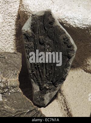 Pentacrinites fossilis, Charmouth, Dorset. Crinoidi o i gigli marini sono animali legati alla stella di mare e ricci di mare. Foto Stock