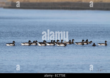 Brent Oche, Branta bernicla, gregge sul mare di Fife Coast Foto Stock