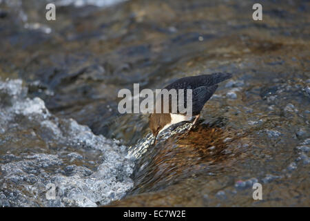 Unione di bilanciere, Cinclus cinclus, alimentazione Foto Stock