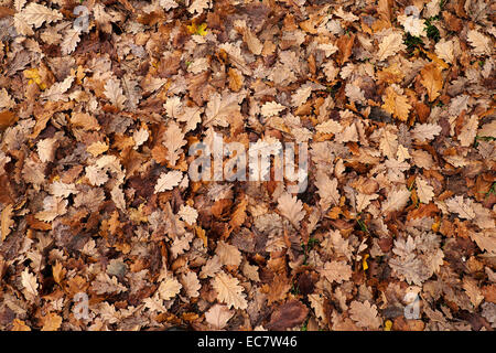 Un tappeto di foglie di quercia in autunno.