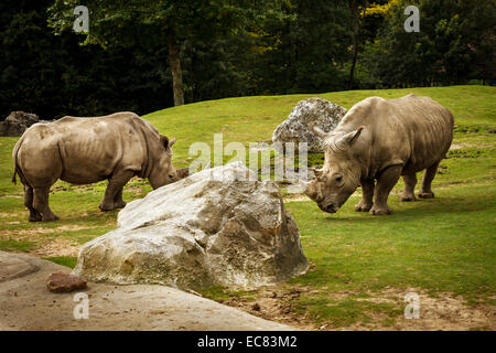 Parco zoo di Beauval rinoceronte bianco, Francia. Foto Stock