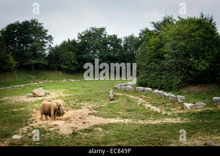 Parco zoo di Beauval elefanti, Francia. Foto Stock