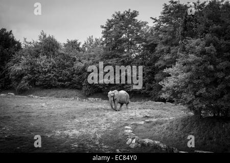 Parco zoo di Beauval elefante, Francia. Foto Stock