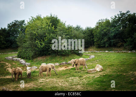 Parco zoo di Beauval elefante, Francia. Foto Stock