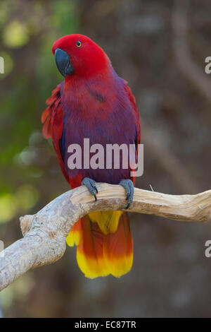 Femmina pappagallo Eclectus (Eclectus roratus), Bali Bird Park, Indonesia Foto Stock